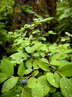 Huckleberry Bliss, OR