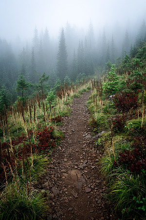 Northern Oregon Rain