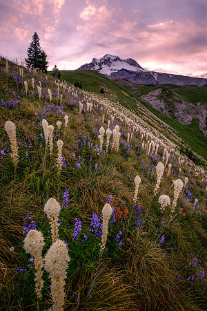 Mount Hood Wildflower Sunrise