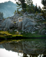Mountain Goat Reflection