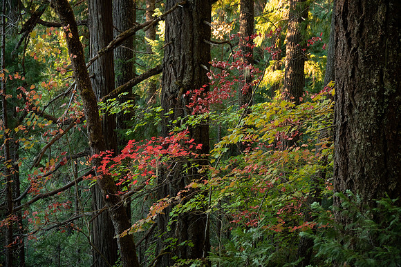 Fall Forest