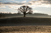 Yamhill Oak Tree