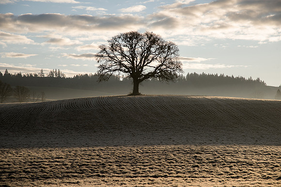 Yamhill Oak Tree