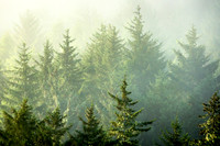 Oregon Trees