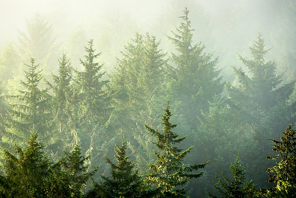 Coastal Fog