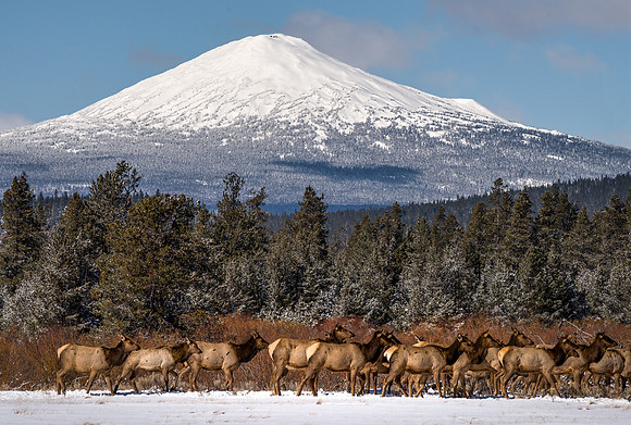 Mount Bachelor Elk