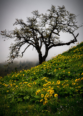 Spring Meets Winter