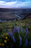 Lupine and the Mountain