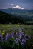Mount Hood Morning Purples