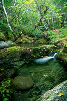 Blossom Bar Creek