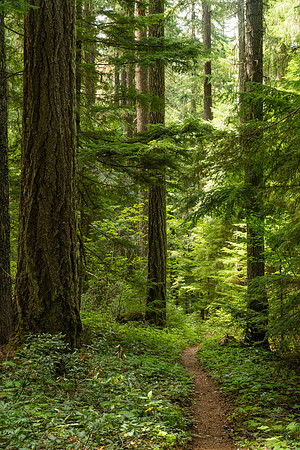 Forest Along the Pacific Crest Trail