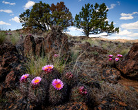 Hedgehog Cactus Spring Basin