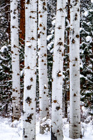 Black Butte Aspen