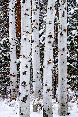 Black Butte Aspen
