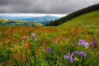 Marys Peak Bloom