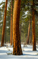 Ponderosa Sway