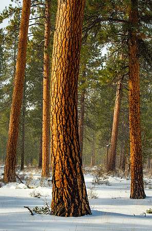 Ponderosa Sway