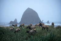 The Herd