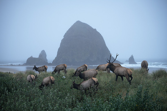 The Herd