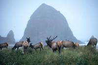 The Call of the Wild