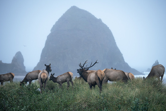 The Call of the Wild