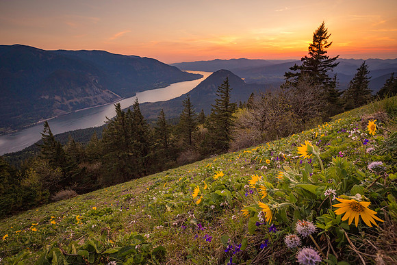 Dog Mountain Early Season