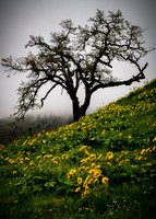 Spring Meets Winter