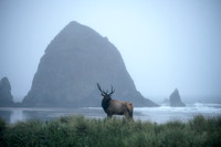 The Coast